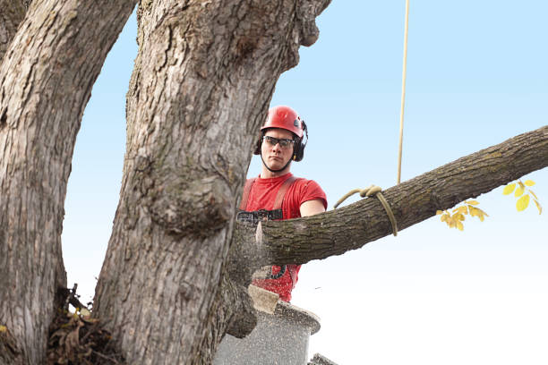 How Our Tree Care Process Works  in  Frisco, CO